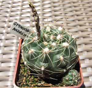 Gymnocalycium andreae